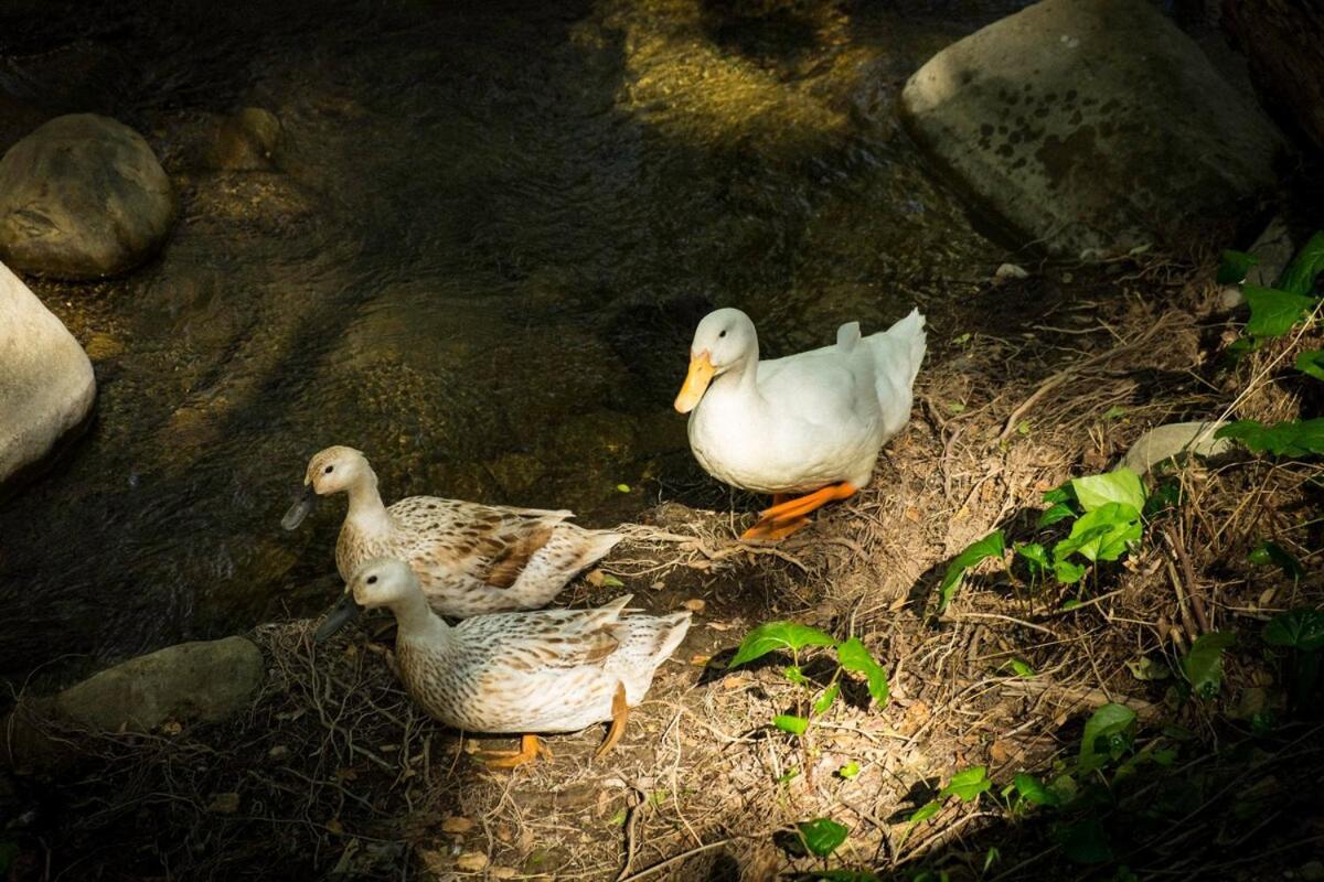 Sisar Creek Sanctuary * Santa Paula